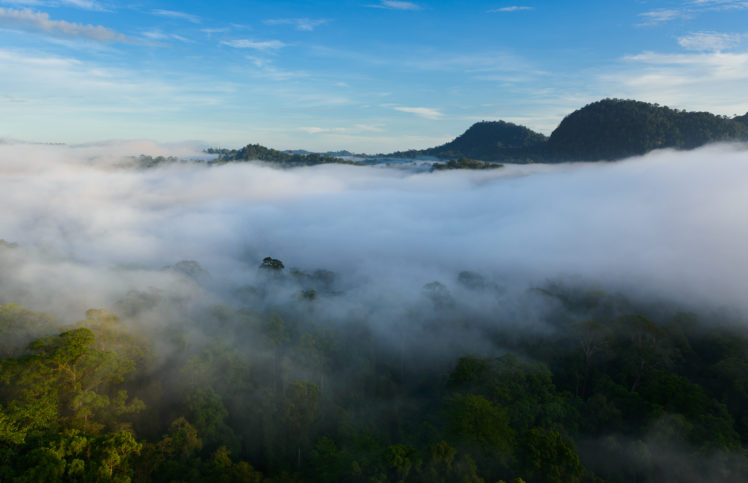 mist, Fog, Landscapes, Trees, Forest, Hills HD Wallpaper Desktop Background