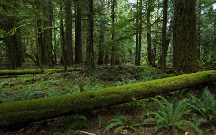 moss, Ferns, Woods, Trees, Forest HD Wallpaper Desktop Background