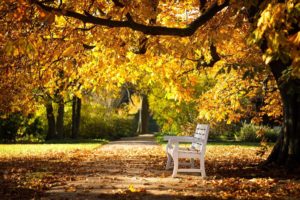 park, Autumn, Bench, Nature