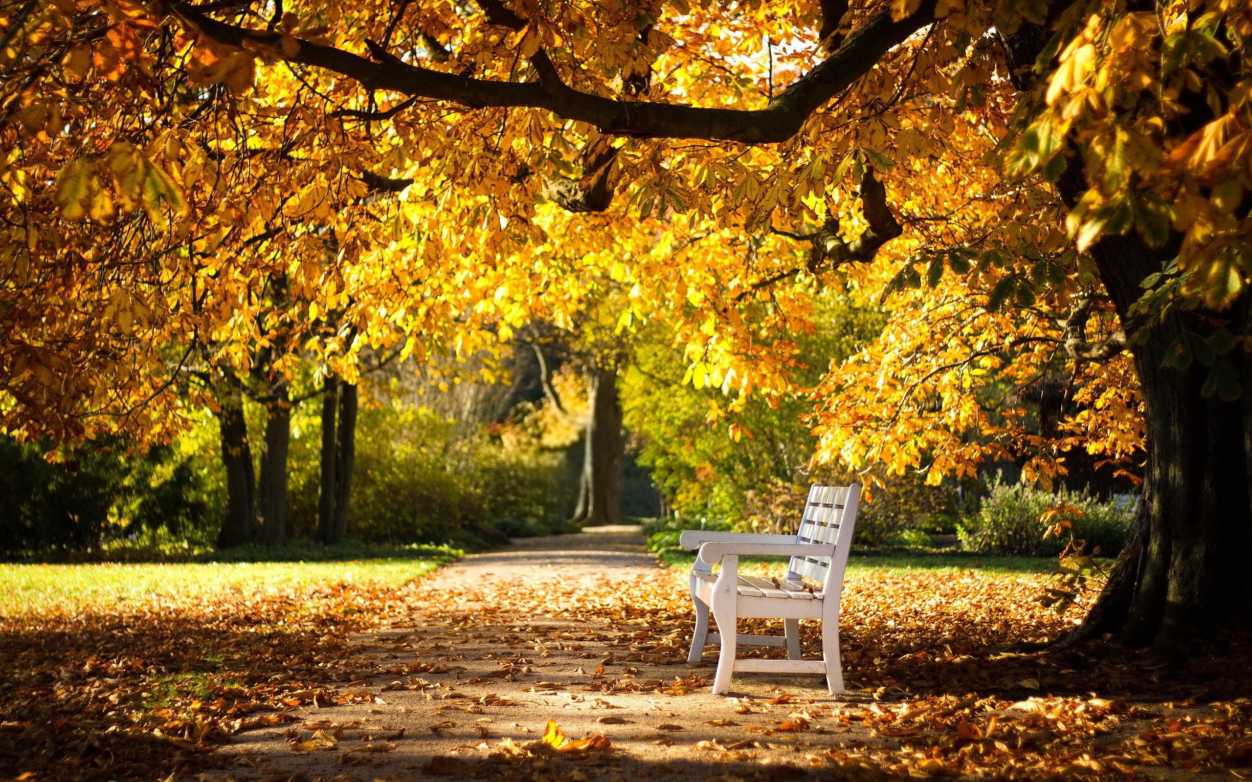 park, Autumn, Bench, Nature Wallpaper