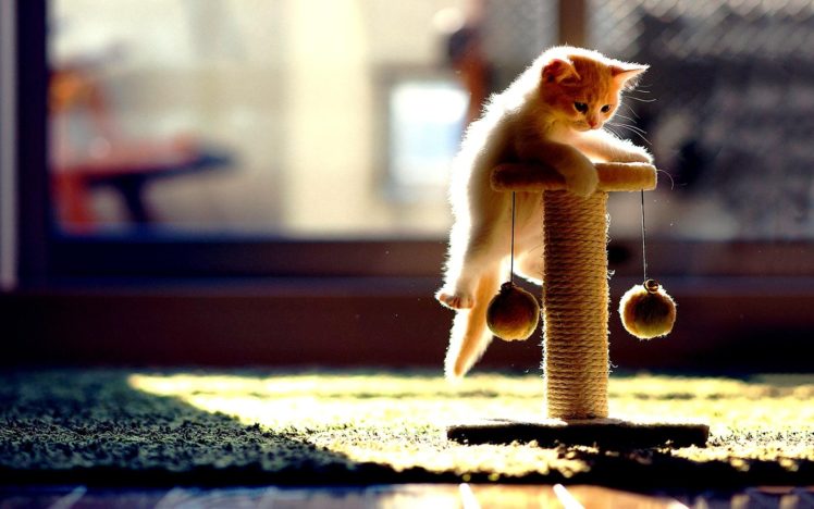 kitten, Playing, Sunlight, Cute, Animal HD Wallpaper Desktop Background