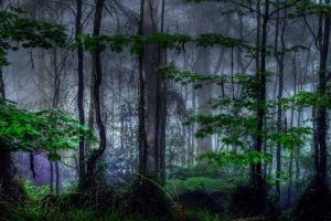 nature, Trees, Dark, Forest, Mist