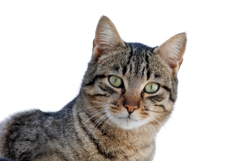 gato, Comun, Animal, Felino HD Wallpaper Desktop Background