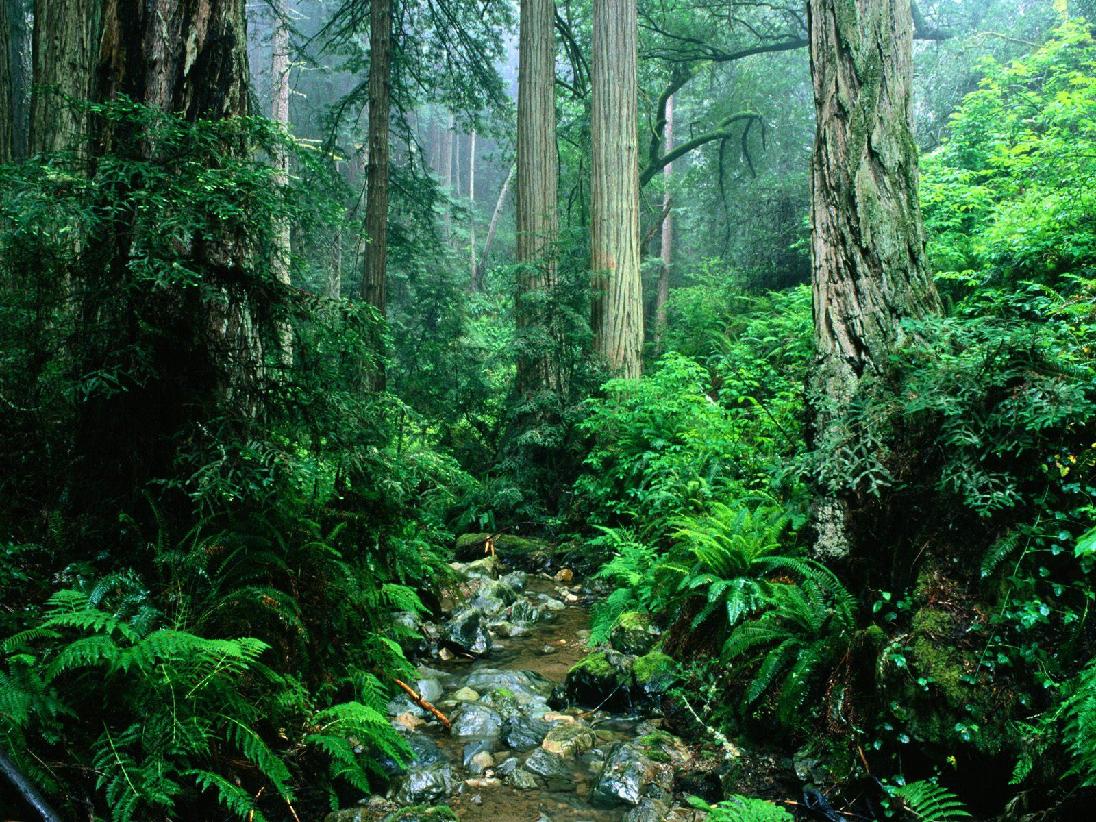amazon Wallpaper