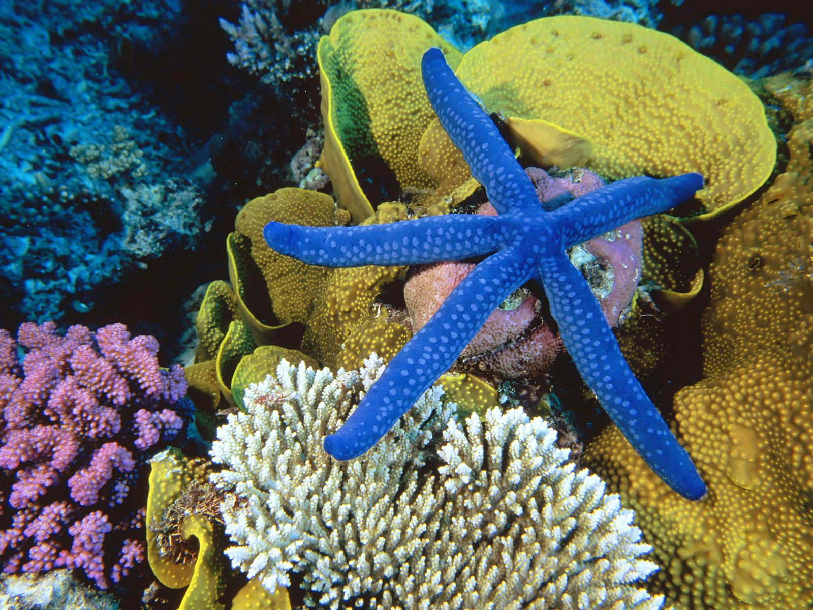 great barrier reef Wallpaper