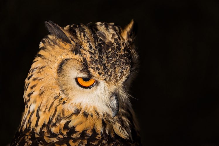 animal, Bird, Owl, Yellow, Eyes HD Wallpaper Desktop Background