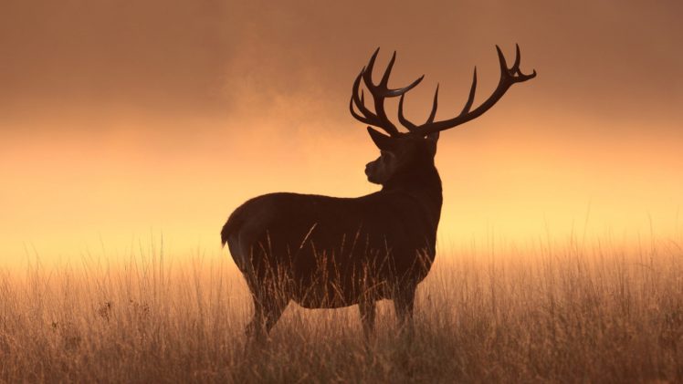 deer, Animal, Cute HD Wallpaper Desktop Background