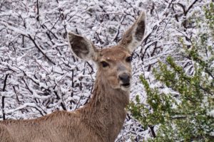 winter, Snow, Nature, Landscape, Deer