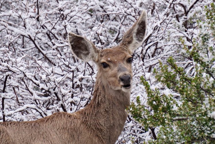winter, Snow, Nature, Landscape, Deer HD Wallpaper Desktop Background