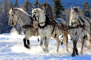 winter, Snow, Nature, Landscape, Horse, Horses