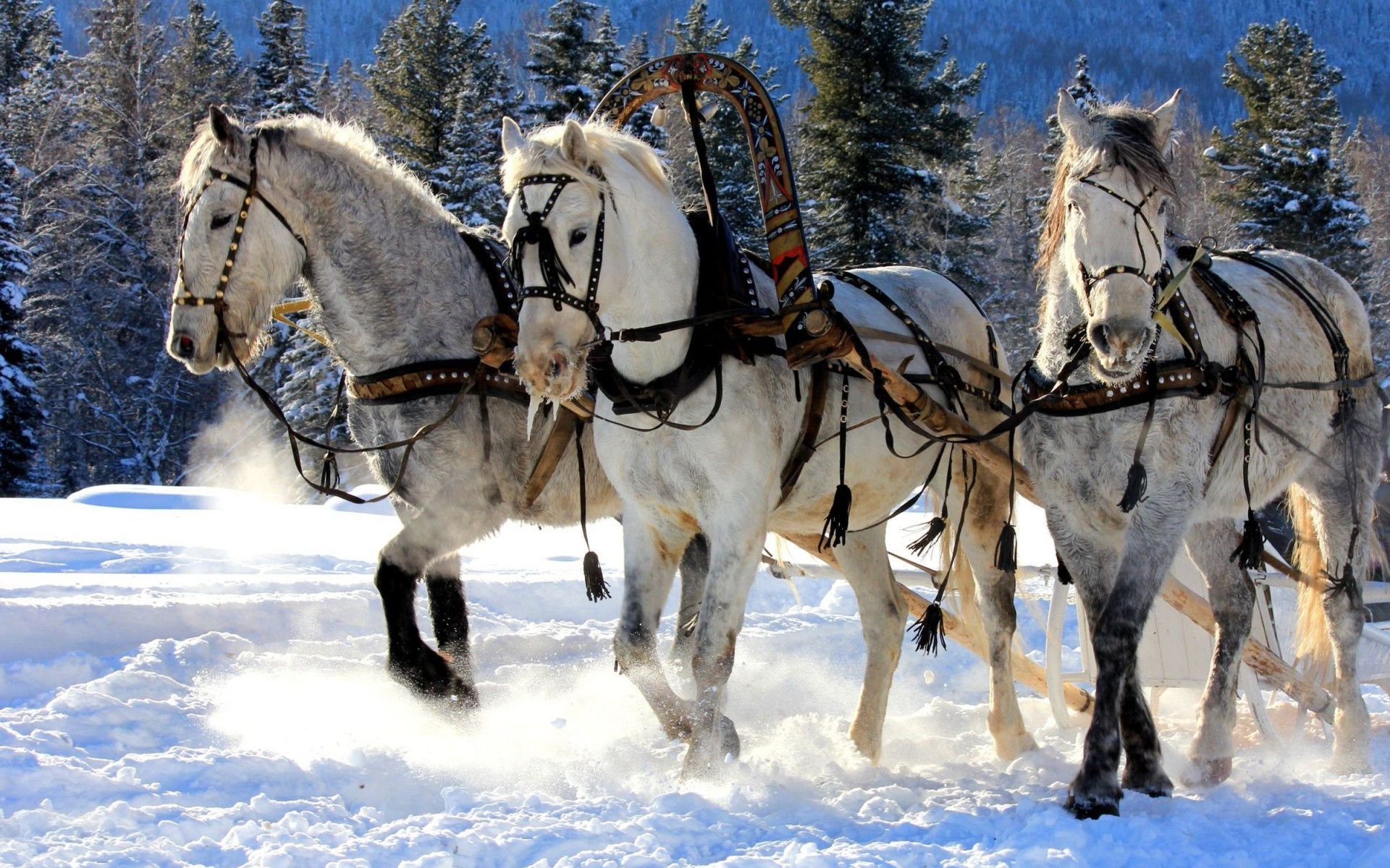winter, Snow, Nature, Landscape, Horse, Horses Wallpaper