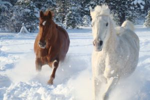 winter, Snow, Nature, Landscape, Horse, Horses