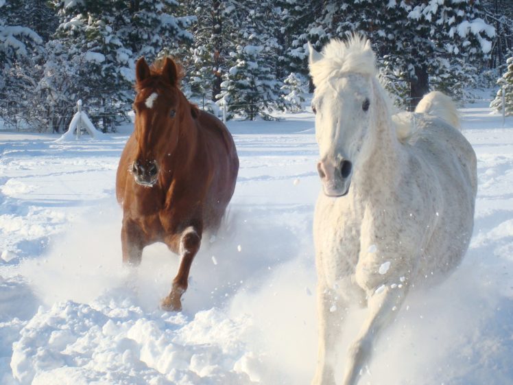 winter, Snow, Nature, Landscape, Horse, Horses HD Wallpaper Desktop Background