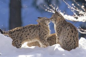 winter, Snow, Nature, Landscape, Cat, Lynx, Baby, Kitten