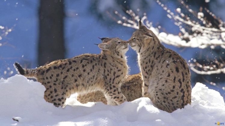 winter, Snow, Nature, Landscape, Cat, Lynx, Baby, Kitten HD Wallpaper Desktop Background