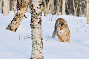 winter, Snow, Nature, Landscape, Cat, Lynx