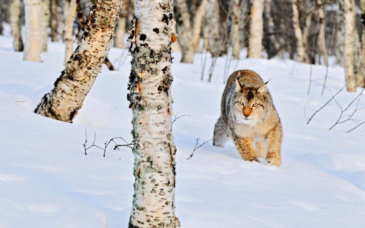 winter, Snow, Nature, Landscape, Cat, Lynx HD Wallpaper Desktop Background