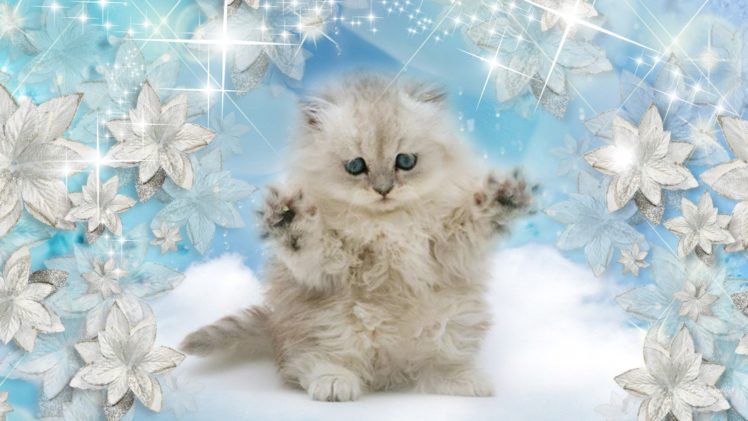 winter, Snow, Nature, Landscape, Baby, Cat, Kitten HD Wallpaper Desktop Background