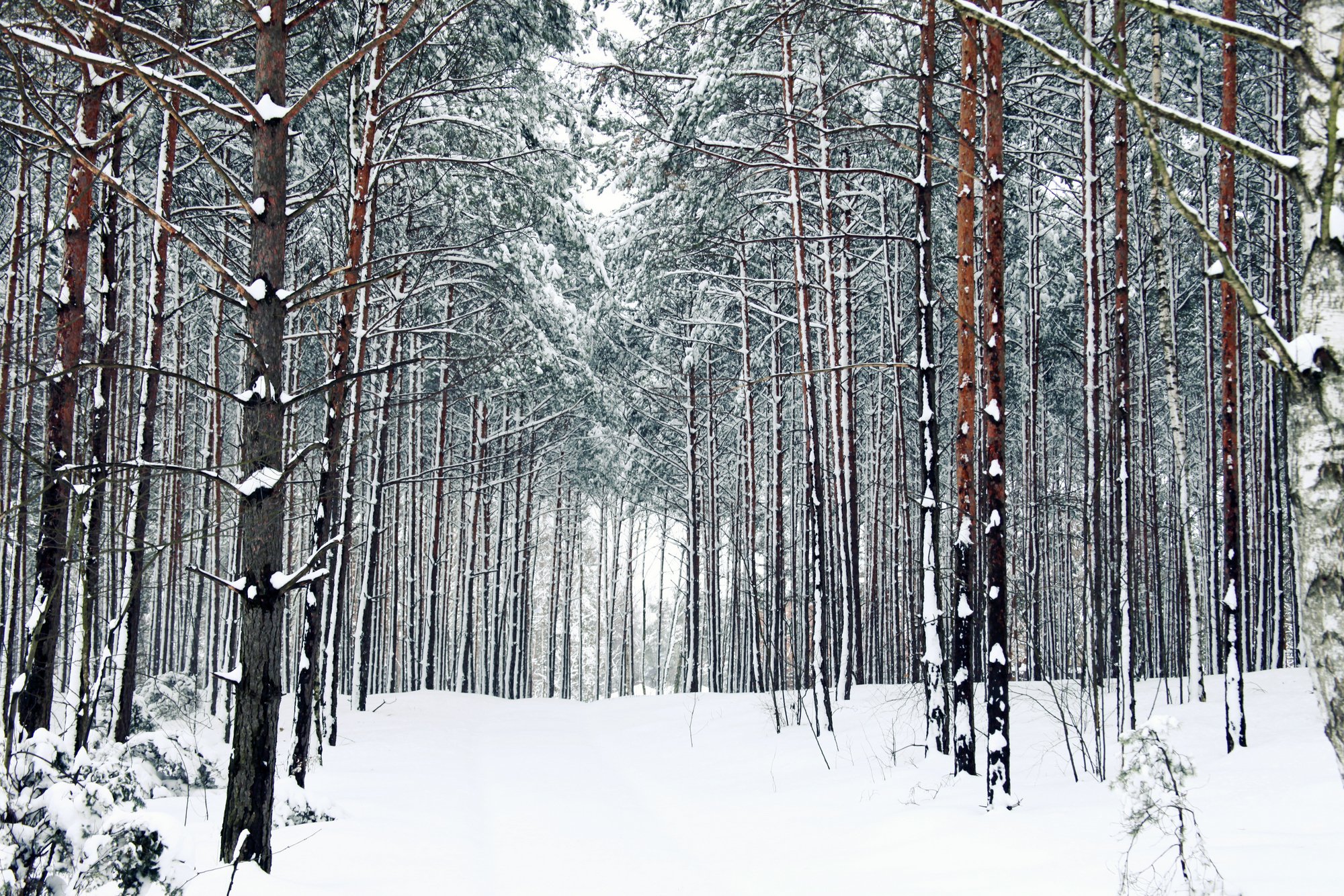 winter, Snow, Nature, Landscape Wallpaper