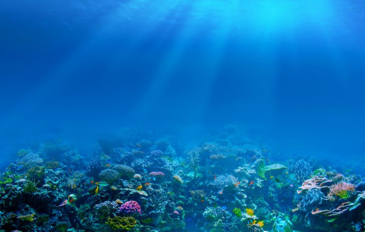 sea, Underwater, Corals, Fishes, Rays HD Wallpaper Desktop Background