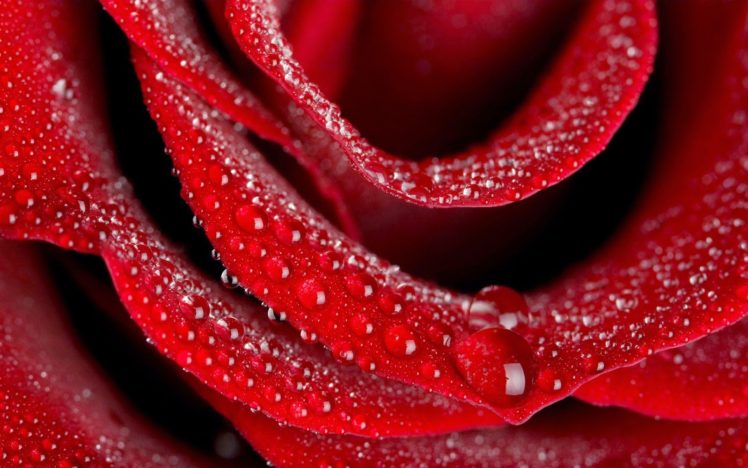 red, Rose, Beautiful, Water, Drop HD Wallpaper Desktop Background