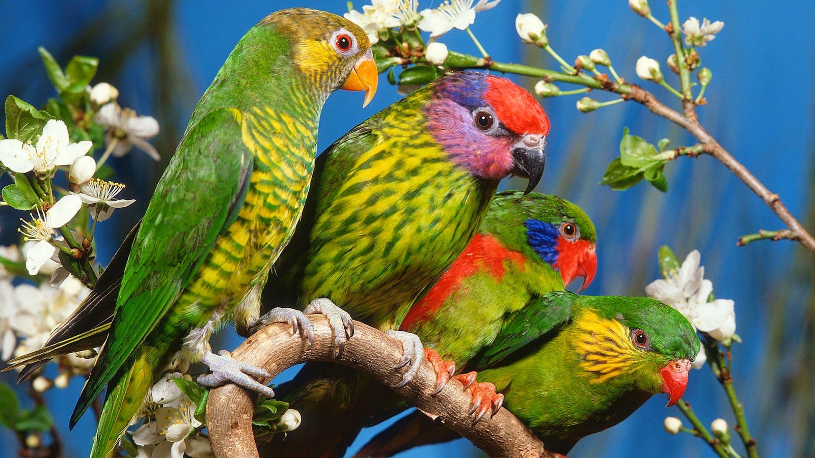 adorable, Animal, Beauty, Bird, Nature, Parrot colored, Flowers Wallpaper