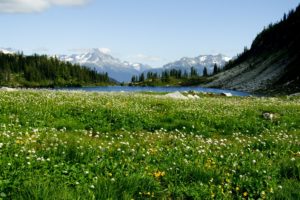natural, Beauty, Flowers, Forest, Mountain, Lake