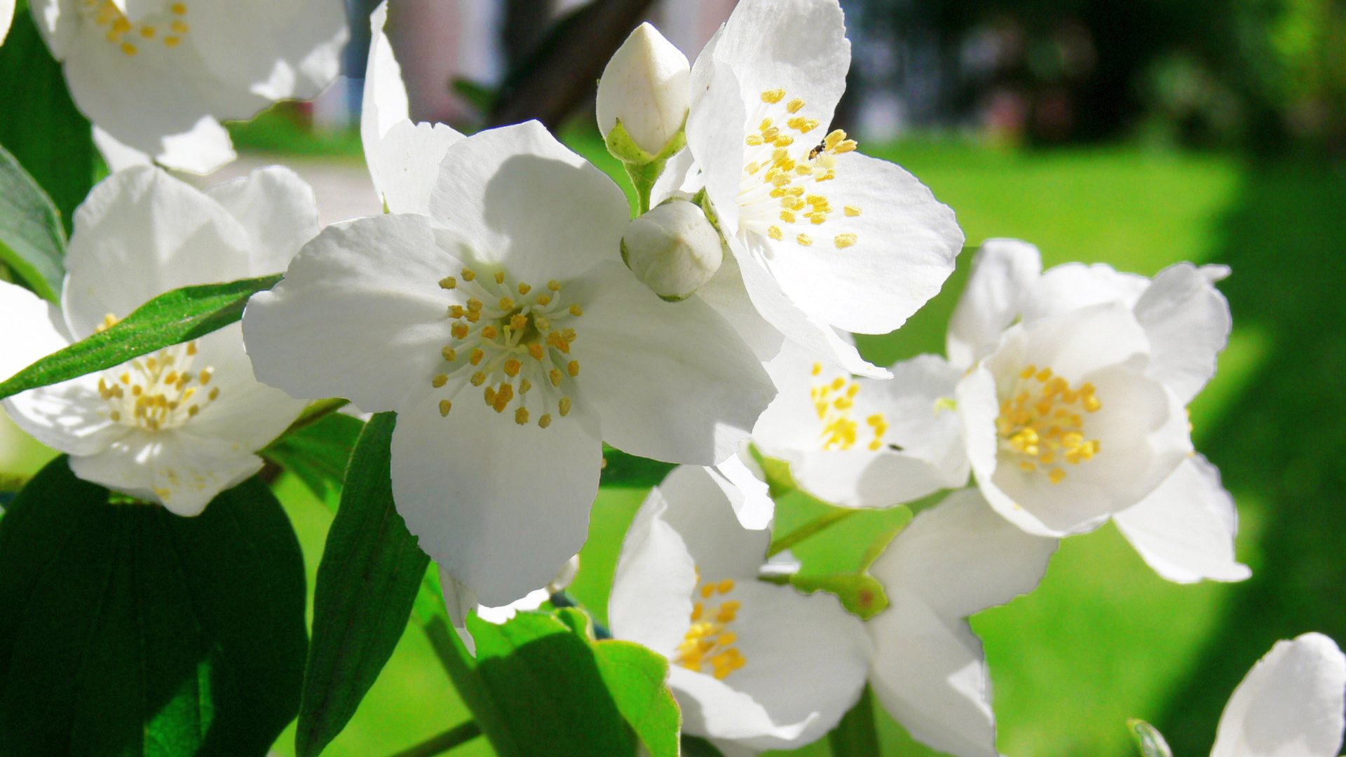 jazmines, Flores, Blancas Wallpaper