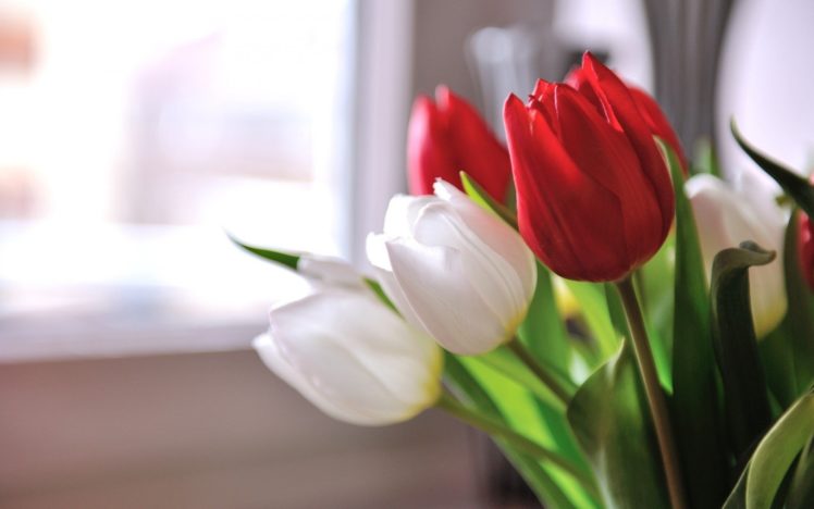 flores, Tulipanes, Blancos, Rojos HD Wallpaper Desktop Background