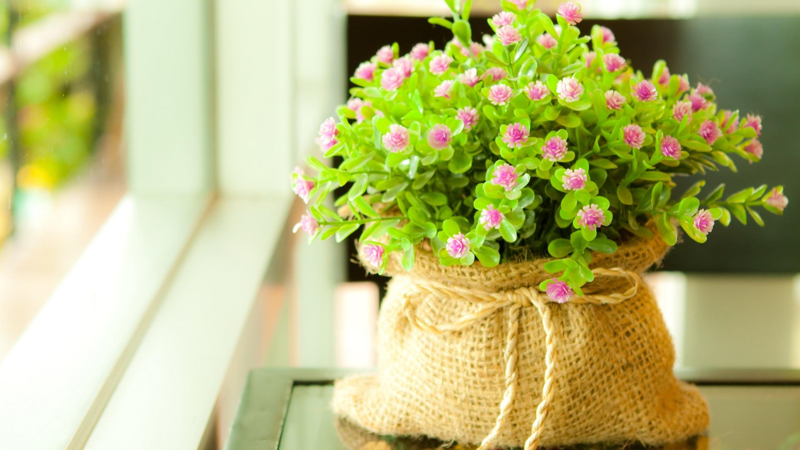 maceta, Plantas, Flores Wallpaper