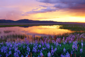 sunset, Mountains, Clouds, Landscapes, Flowers, Meadow, Swamp
