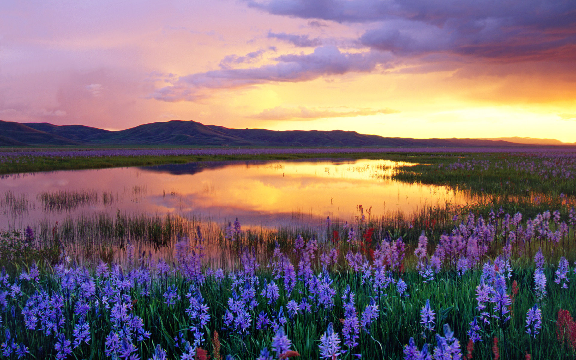 sunset, Mountains, Clouds, Landscapes, Flowers, Meadow, Swamp Wallpaper