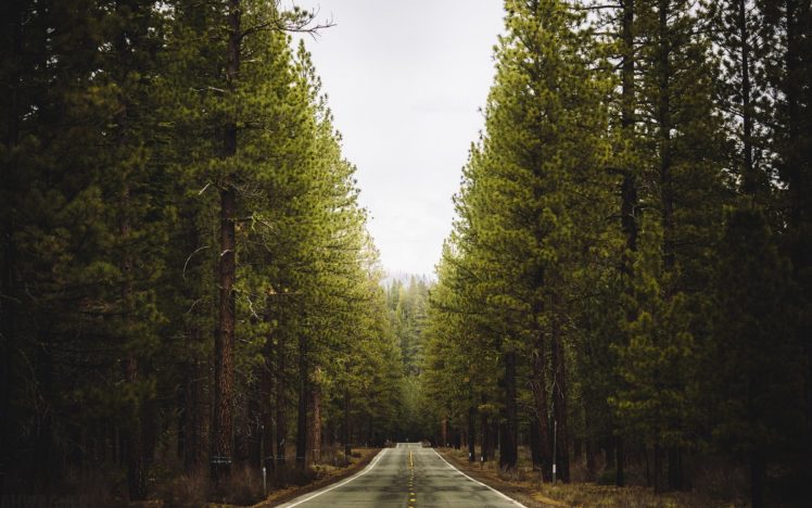 roads, Road, Landscape, Landscapes, Trees, Forest HD Wallpaper Desktop Background