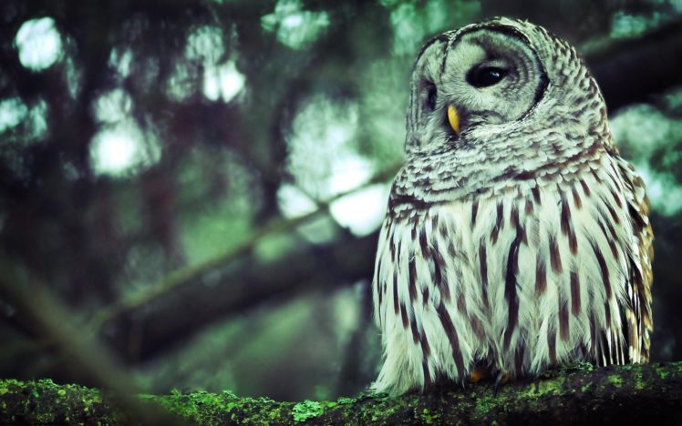 forest, Birds, Owls HD Wallpaper Desktop Background