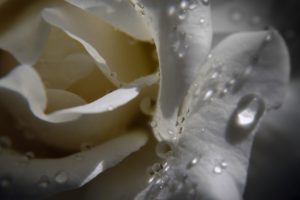 close up, Dew, Roses