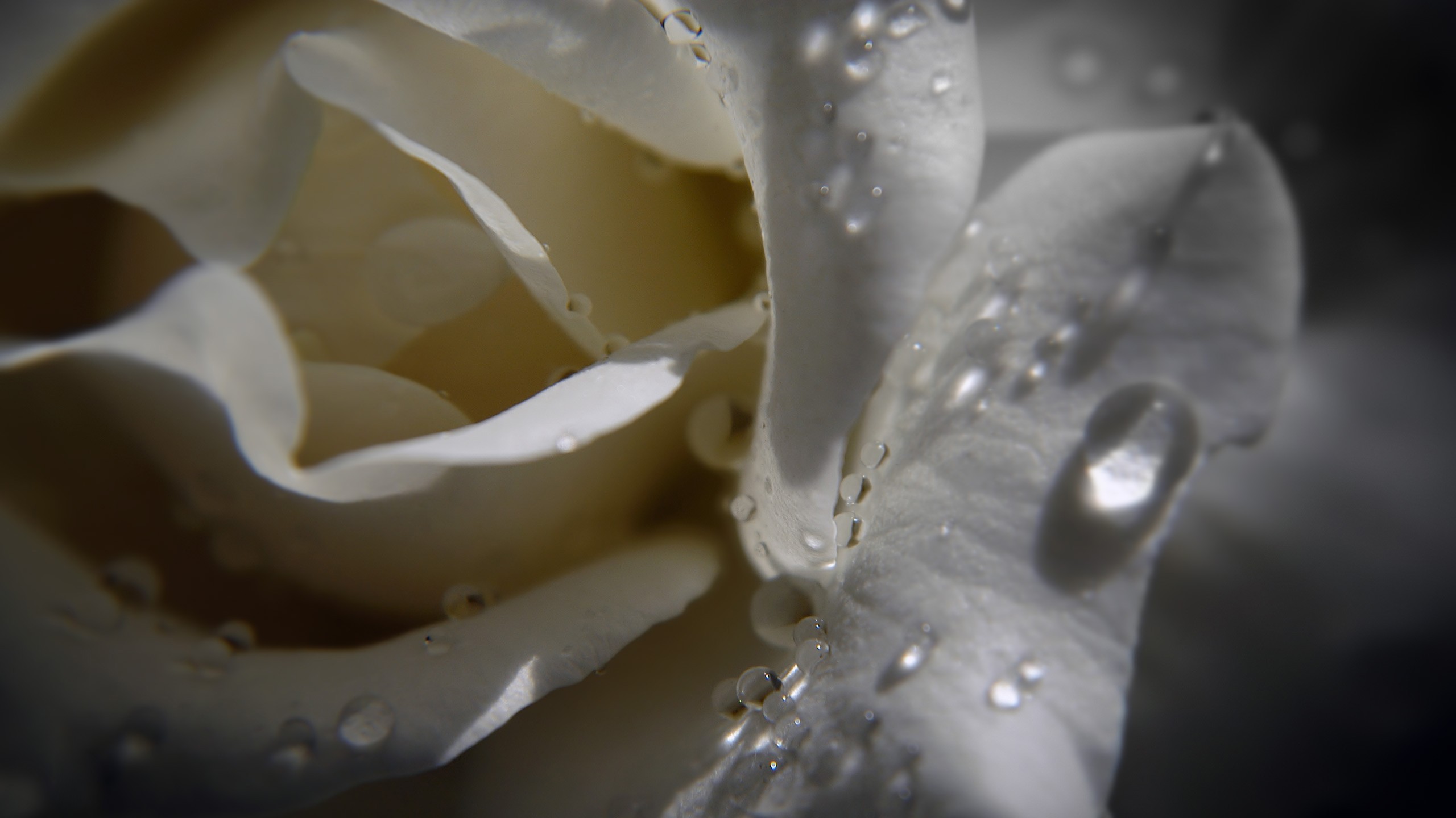 close up, Dew, Roses Wallpaper