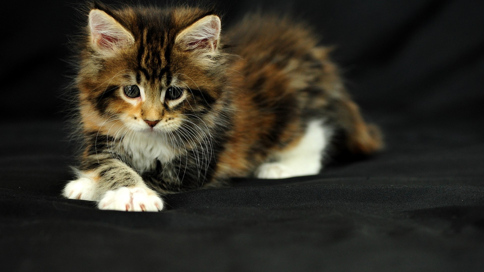 cats, Animals Wallpaper