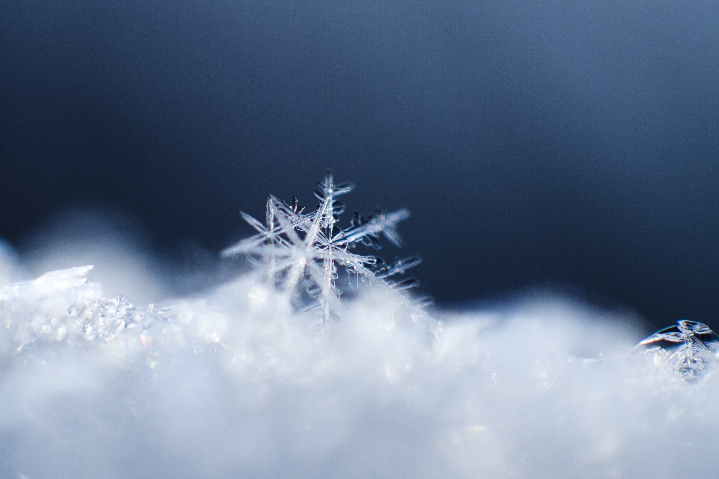 macro Wallpaper