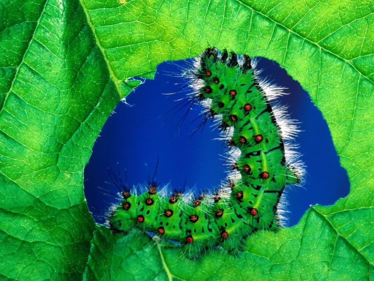 leaves, Caterpillars, Caterpillar HD Wallpaper Desktop Background