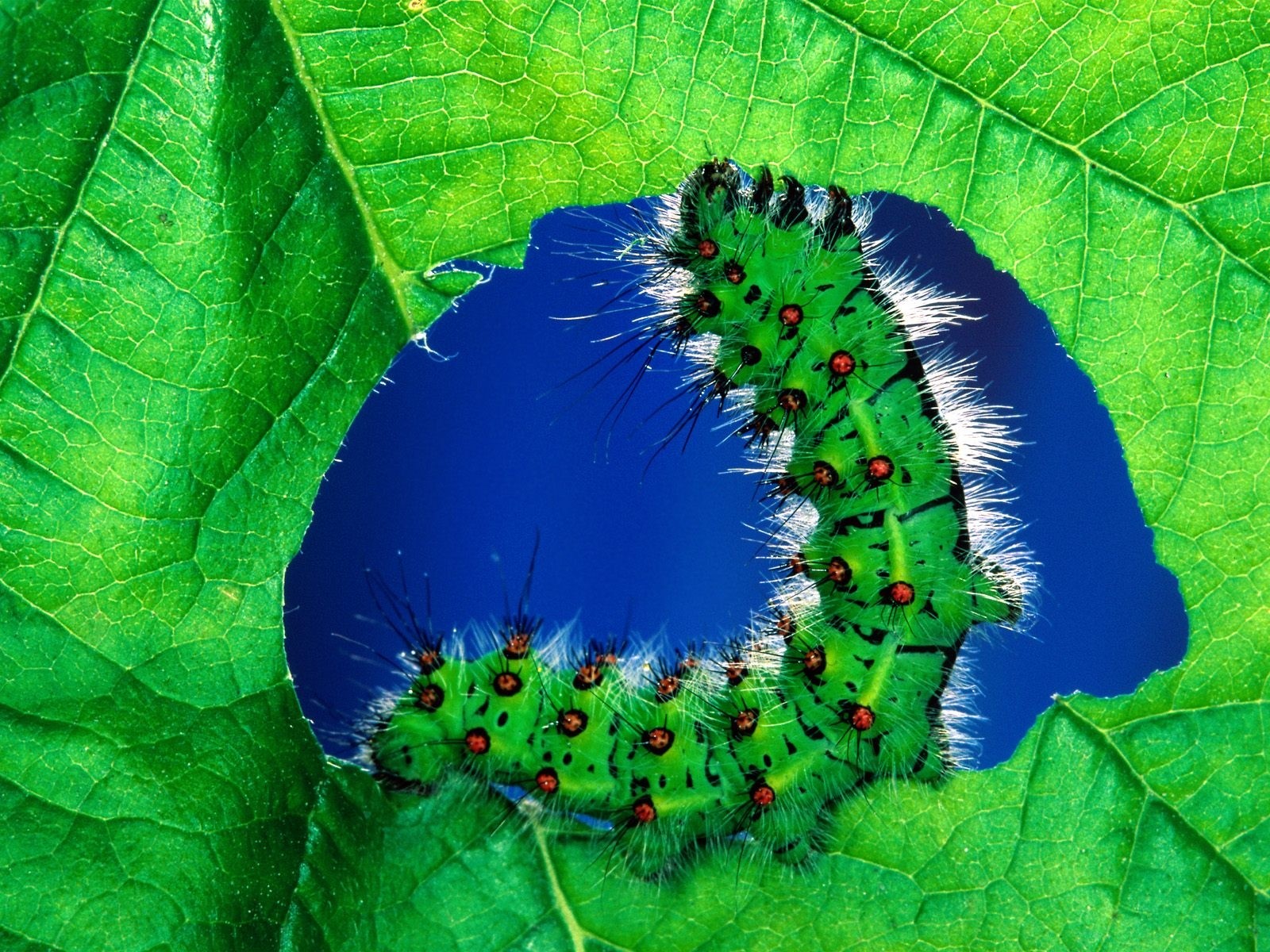 leaves, Caterpillars, Caterpillar Wallpaper