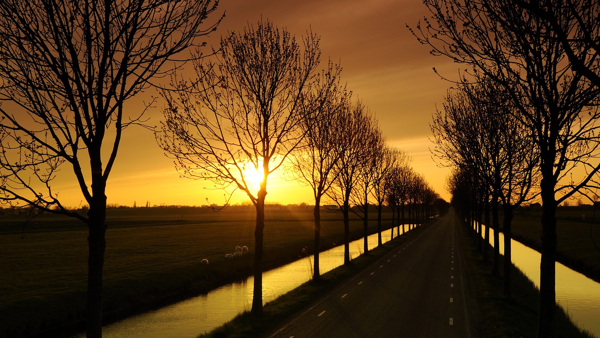 landscapes, Trees, Drive Wallpaper