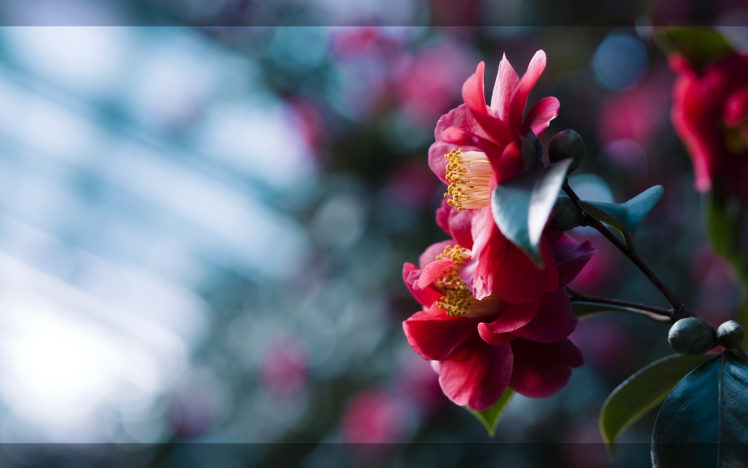 pink, Flowers, Camellias HD Wallpaper Desktop Background