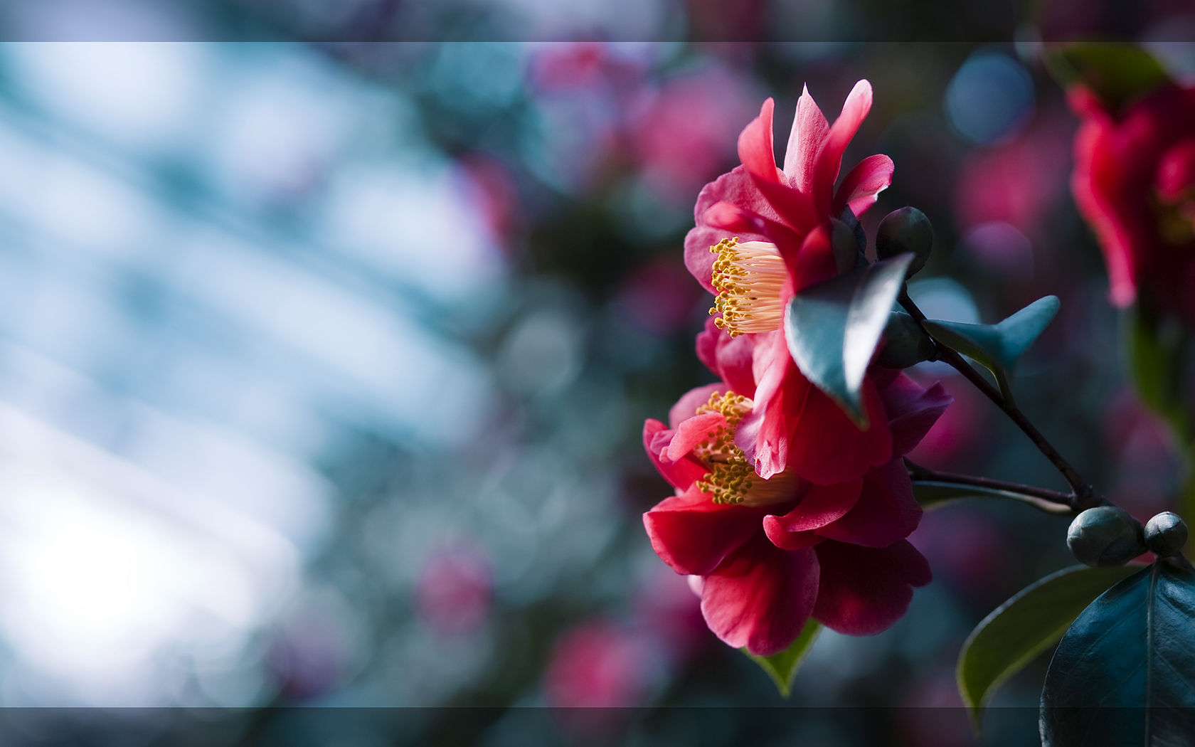 pink, Flowers, Camellias Wallpaper