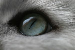 eyes, Cats, Animals, Macro