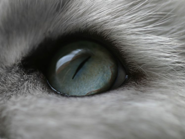 eyes, Cats, Animals, Macro HD Wallpaper Desktop Background
