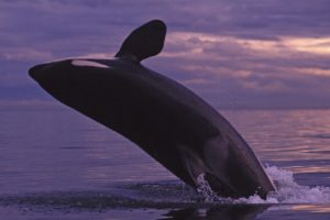 islands, Whales, Orca, Washington