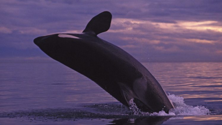 islands, Whales, Orca, Washington HD Wallpaper Desktop Background