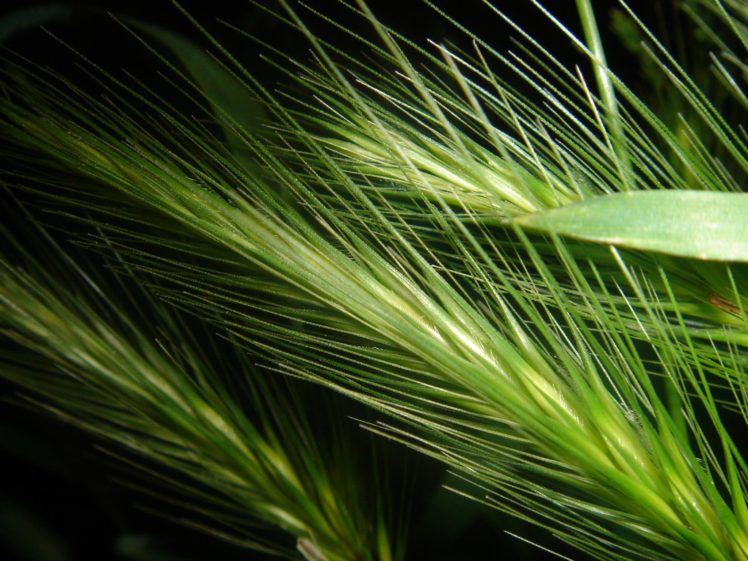 green, Grass, Plant, Black, Plant HD Wallpaper Desktop Background