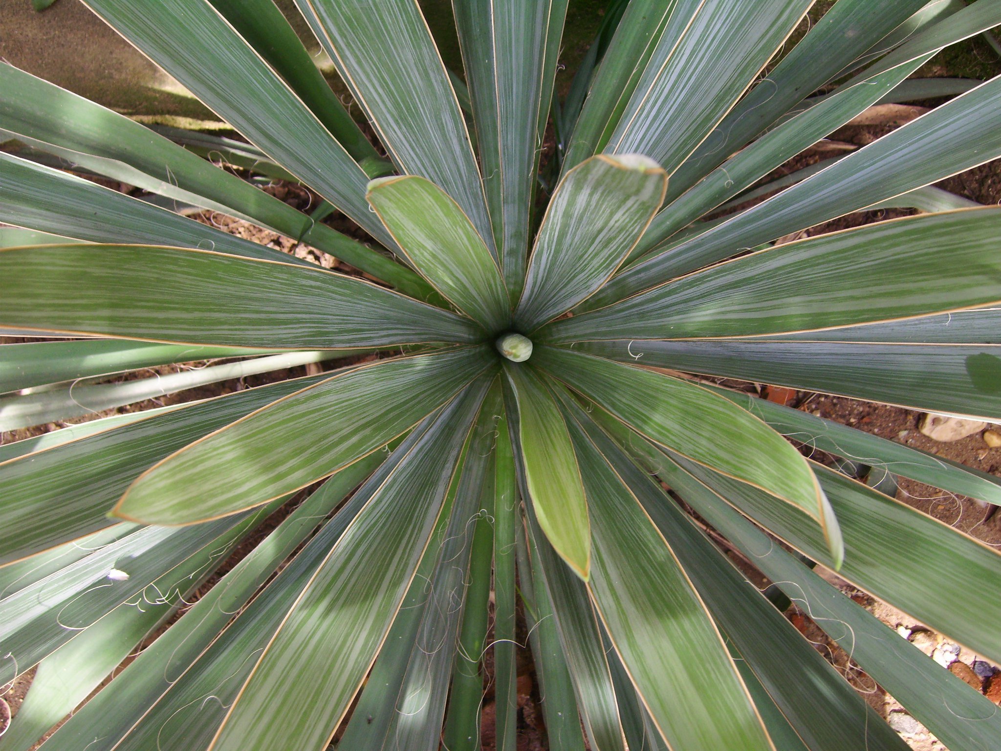 green, Plant Wallpaper