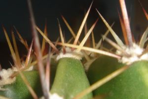 macro, Cactus, Green, Needle